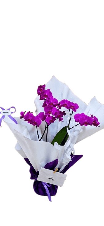 Orchidea — La Rocca in Fiore