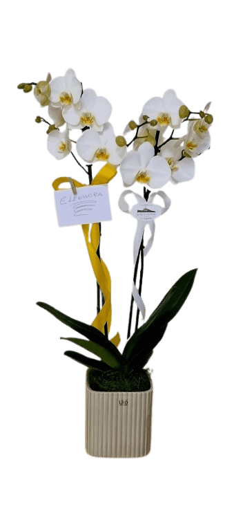 Orchidea — La Rocca in Fiore